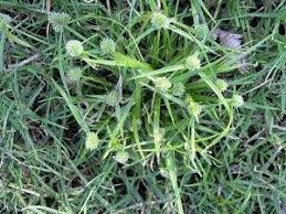 Image result for Kyllinga