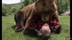 Bester Freund Des Tieres Cute Animals Animals Bester Cute Des Freund Tieres Animal Hugs Cute Animals Animals