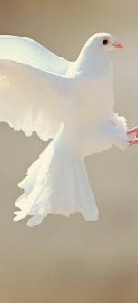Dove Bird Animal Animal Planet Bird Animals