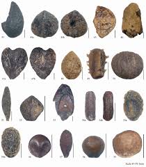 Image result for Zanthoxylum sp. A