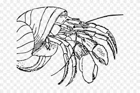 My son is three and my mom recently purchased a few hermit crabs that they care for together. Hermit Crab Clipart Red Crab Hermit Crab Clipart Black And White Png Transparent Png 4066273 Pikpng
