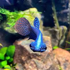 Another Shot Of The Flare Of The Wild Betta Fish Betta Aquarium Betta Fish Betta