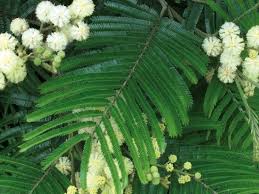 Image result for Acacia mearnsii