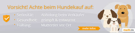 Hier finden sie mehr als 150 vereine, die es sich zur aufgabe gemacht haben, für hunde einer bestimmten rasse ein neues zuhause zu suchen. Rassehunde Und Welpen Kaufen Verkaufen Markt De