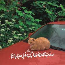 علـي الزيــر in 2020