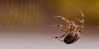 08/14/2018 time we have never seen this bug in our area. Types Of Spiders In Boise Id