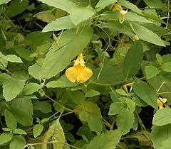 Image result for Impatiens gesneroidea