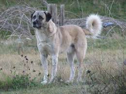 Is kangal dog the strongest breed? Anatolian Shepherd Dog Turkish Kangal Dog Breed Info Images Videos Faqs