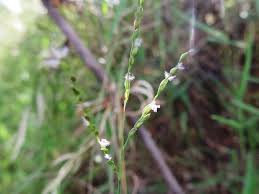 Image result for Diplazium humbertii