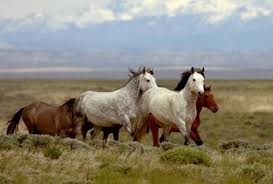 Protection of wild horses from blm & a national law to ban horse slaughter & transport. Current Myths About The Wild Horses Of The American West Habitat For Horses