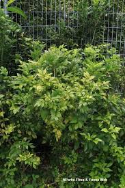 Image result for Murraya paniculata