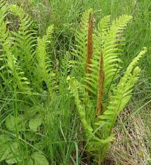 Image result for Osmundaceae