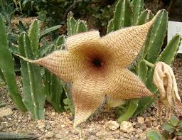 Image result for Stapelia gigantea