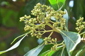 Image result for Heterotis canescens