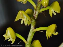 Image result for Polystachya vulcanica