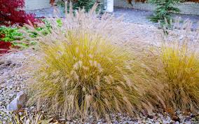 Trawy Ozdobne Ogrod Biblijny W Pulawach Tapeta 4k Ultra Hd Hd Garden Plants Perennials Plants