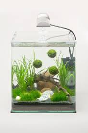 Moss Balls And Drift Wood Look Like A Perfect Place For Water Fairies To Live Fish Plants Nano Aquarium Aquarium Fish