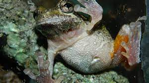 True enough, ice crystals form in such places as the body when the rains return, the frogs free themselves of their shrouds and make their way up through the. Respect The Frog Blog Series How Frogs Predict The Weather Adventure Insider