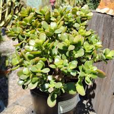 Image result for Crassula rhodesica