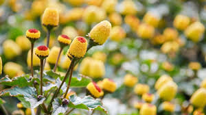 Image result for Spilanthes costata