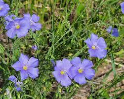 Image result for Linum volkensii