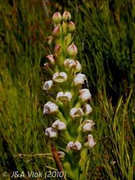 Image result for Corycium