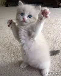 Mobile Uploads Cat Kedi Kitten Minnak Gato Chat Ragdoll Kitten Cats And Kittens Cats