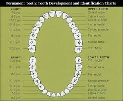 Teeth Development Very Informative D