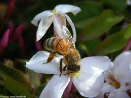 Minecraft bees nests can be found in oak and birch trees in the plains, sunflower plains, forest, and flower forest biomes. Why Do Jasmine Flowers Smell Stronger At Night Quora