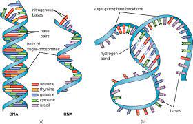 The number of replicate measurements should also be reported. Structure And Function Of Rna Microbiology