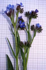 Image result for Anchusa