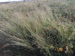 Image result for Dichanthium annulatum