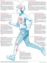 Image result for Body Composition Changes with Aging