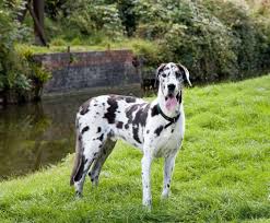 Shop our wide selection of pet food, toys, treats & more at petsmart®! 10 Biggest Dogs In The World Your Dog Advisor