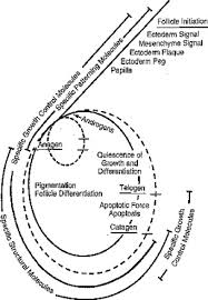 Hair follicles  are tiny holes or pores in your skin.their main function is to grow hair. Hair Follicle Growth Controls Dermatologic Clinics