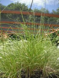 Image result for Deschampsia