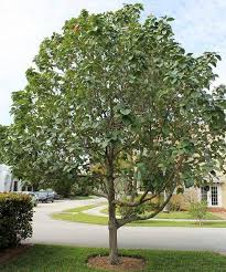 Image result for Cordia afra