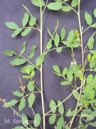 Image result for Indigastrum parviflorum