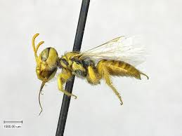 Image result for Isoglossa perdita