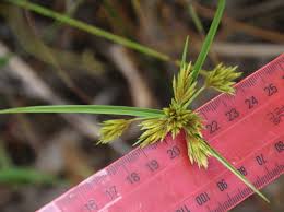 Image result for Pycreus polystachyos