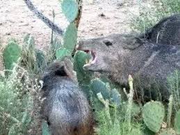 The strong jaw and teeth of the camel can help it eat cactus without hurting it much. How Are Camels Capable Of Eating A Cactus Quora