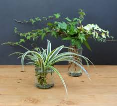 Grow Beautiful Indoor Plants In Water A Piece Of Rainbow