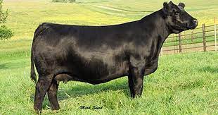 werning cattle company simmental angus simangus show cows cattle for sale cattle