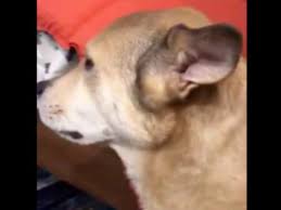 Commits 'crimes against humanity' and engages in 'unthinkable atrocities' like those carried out by terrorist groups hamas and the taliban. Minneapolis Dog S Reaction To Bernie Sanders Pete Buttigieg Goes Viral Bring Me The News