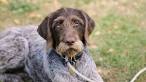 57 Best German Wirehaired Pointer images | German ...