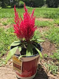 Celosia Dragon S Breath Dragons Breath Decor Home Decor