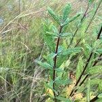 Image result for Sesamum angolense