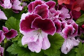 Maybe you would like to learn more about one of these? Regal Pelargonium Elegance Pink Magenta Wing 13cm Pot Virtual Gardens