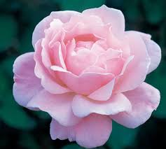 みんなの趣味の園芸