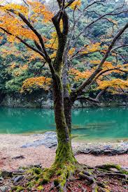 Serene Natural Colours Of The Katsura River West Of Kyoto Japan 1365x2047 Nature Landscapes Amazing Cool Landscapes Landscape Pictures Nature Photos